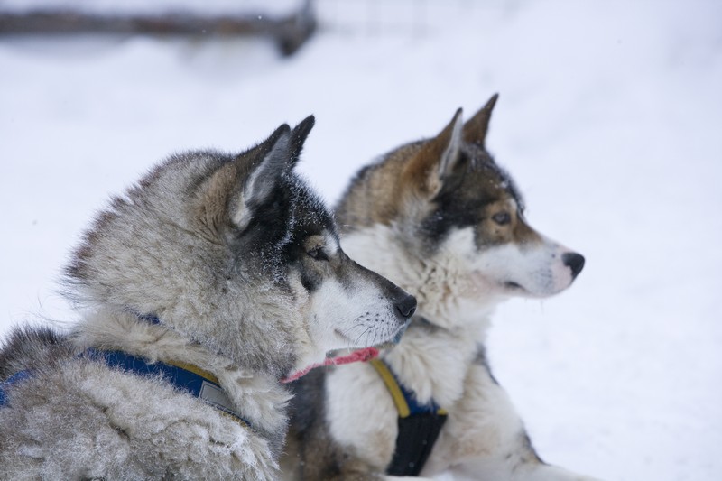 Ultimate Arctic Adventure and Tromso - Photo 4